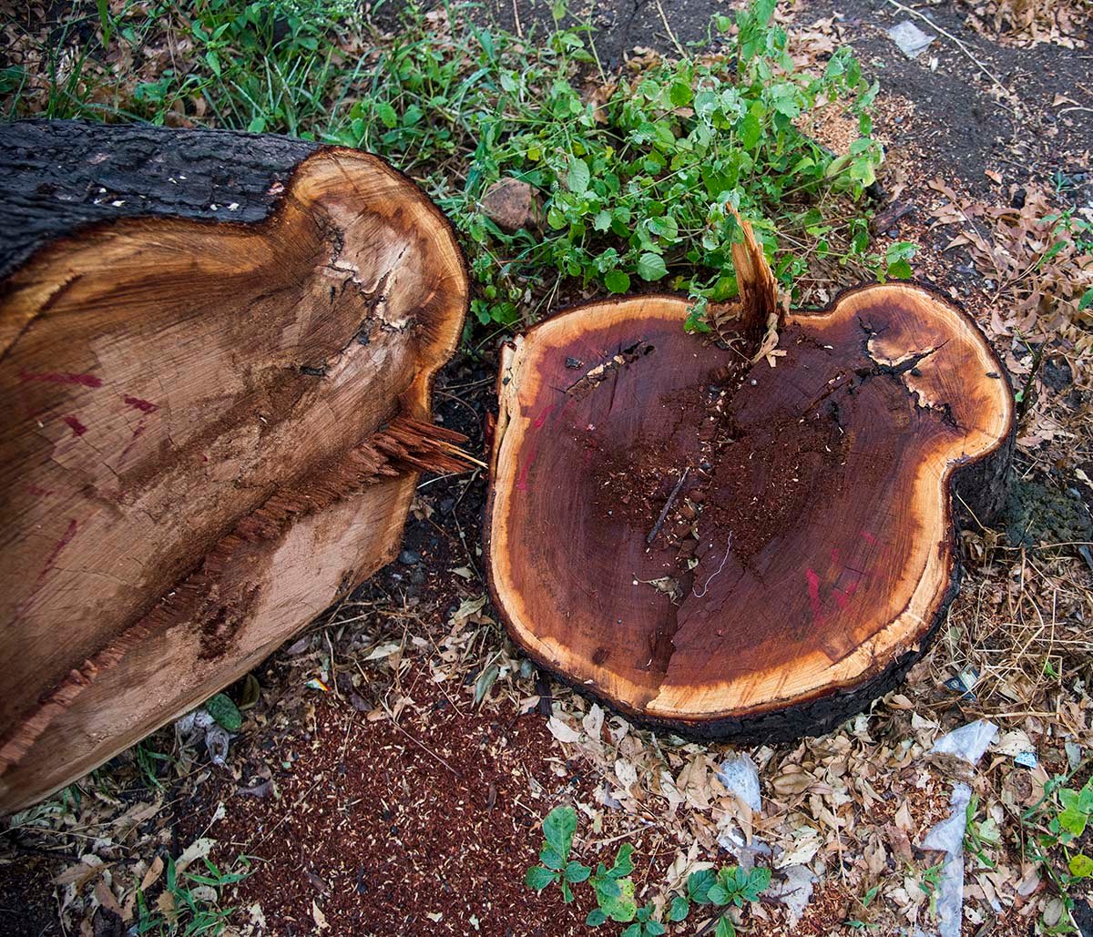 Cutting down tree in the forest, Destruction of trees for the needs of mankind lead to environmental disaster