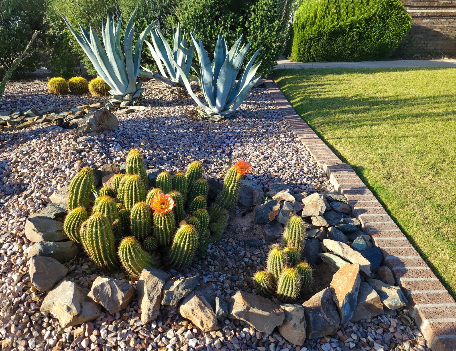 Blooming Hedgehog cacti, Echinocereus, and Blue Agave at xeriscaped desert style patch next to a green grass lawn in Phoenix, AZ